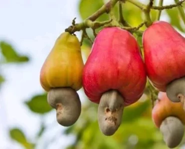 Medical Problems Eating Cashews Often May Help Manage