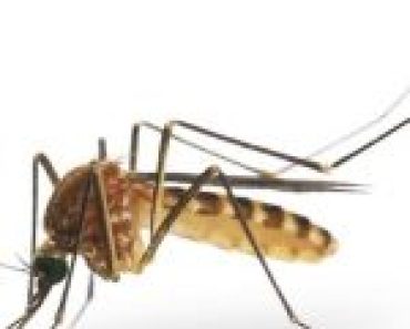 3 Things Mosquitoes Don’t Like. Which Will Make Them Run From Bitting You.