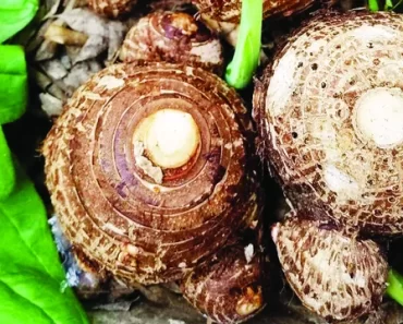 Cocoyam, yam extracts as cure for hypertension, cancer
