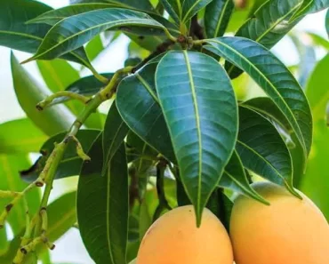 Reasons Why You Should Boil Mango Leaves And Drink The Water Regularly In Moderation