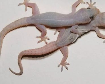 If You frequently See Wall Geckos Or Lizards At Every Corner Of Your House, This What It Means