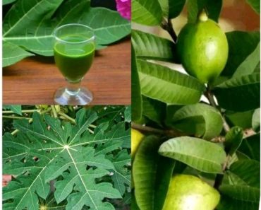 To Cure This Medical Issue, Boil 10 Guava Plants With 10 Pawpaw Herbs And Drink For A Week