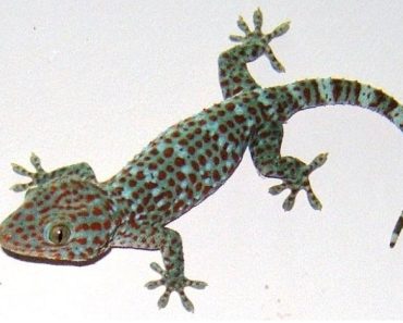 Reasons Why Wall Geckos Keep Coming into Your House and How You Can Stop Them from Coming