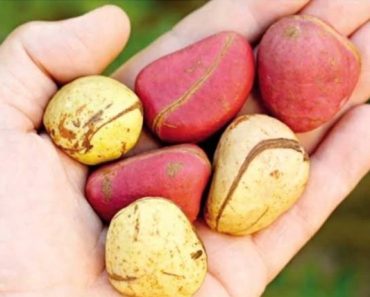 Diseases chewing kola nut often may help manage