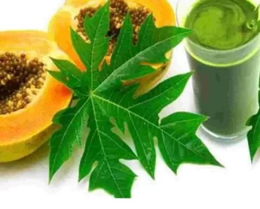 Wow And Amazing 5 Health Benefits Of Boiling Pawpaw Leafs And Drinking The Extract