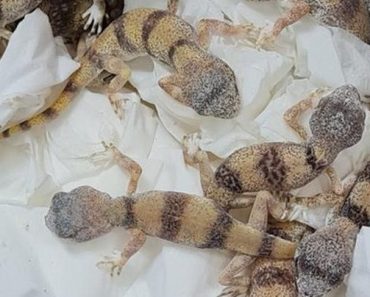 See Drama As 90 Reptiles Are Found Inside Luggage Seized At Airport