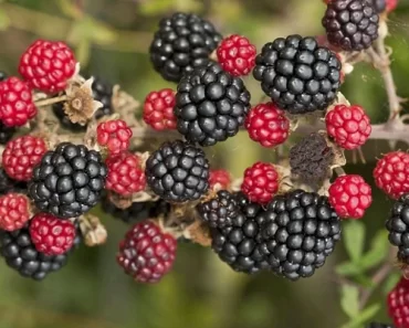 The 4 Medical benefits of blackberries you should know