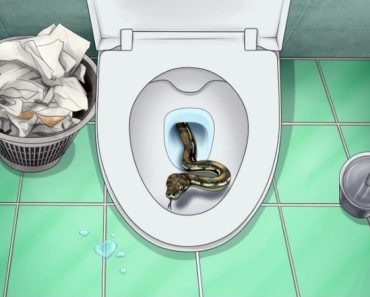 The 5 Creatures That Can Crawl In Through Your Toilet and How to Stop Them