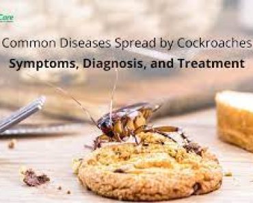 5 Diseases That Can Be Spread By Cockroaches And How To Stay Safe And Get Rid Of Them
