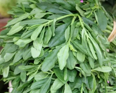 Ladies; 5 Medical Reasons Why You Need To Add Waterleaf In Your Diet Constantly