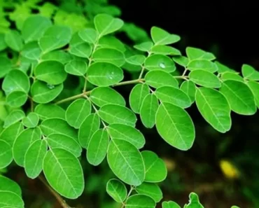 2 Ways You Can Use Moringa Leaves To Remove Excess Sugar From Your Body