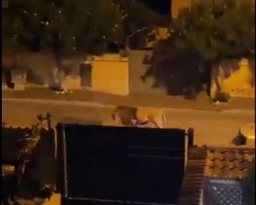 JUST IN: Escaped circus lion sparks panic in Italian town near Rome as terrified residents ordered to stay indoors