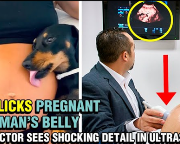 JUST INN: Dog licks Pregnant Woman’s Belly, And Doctor Sees Detail in ultrasound and Was Left In Surprised