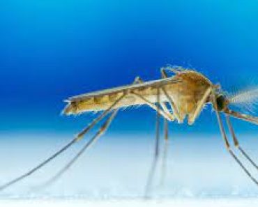 4 Things Mosquitoes Don’t Like, Which Will Make Them Run From Bitting You.