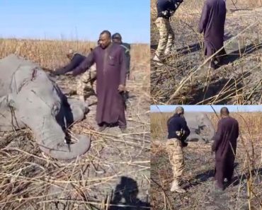 JUST IN: Nigerians Fume As Viral Video Captures Nigerian Soldiers Killing Elephant Without Cause During Operation- Watch