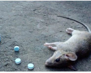 You Stop Wasting Money On Rat Poison, Use This Simple Method To Kill Rats In Your Home